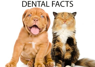 Dental Care Fact Sheet and Tips