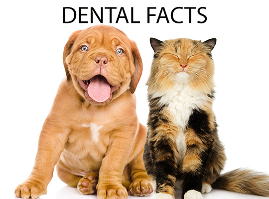 Dental Care Fact Sheet and Tips