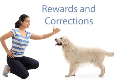 How To Reward and Correct Your Puppy