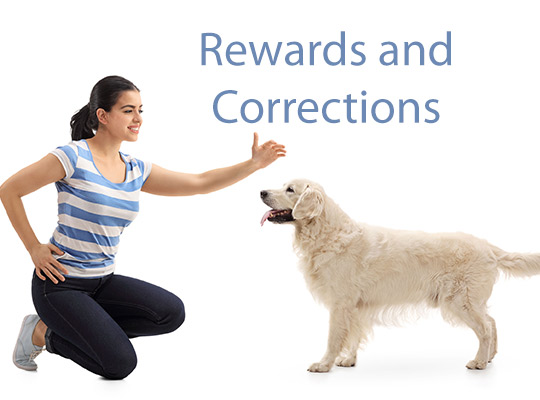 How To Reward and Correct Your Puppy