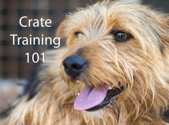 How To Crate Train a Dog