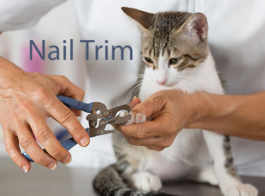 How To Trim a Cat’s Nails