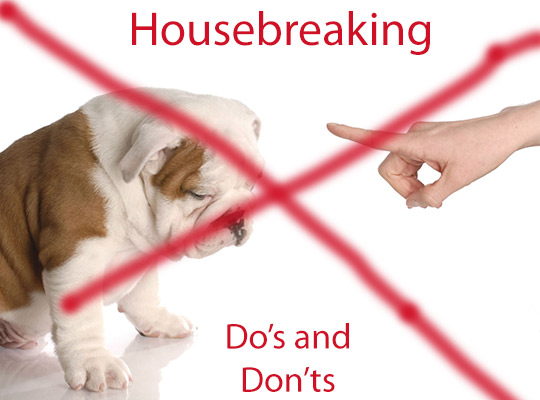 Puppy Housebreaking Tips