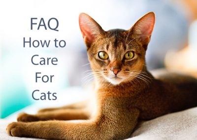FAQ How To Care for a Kitten