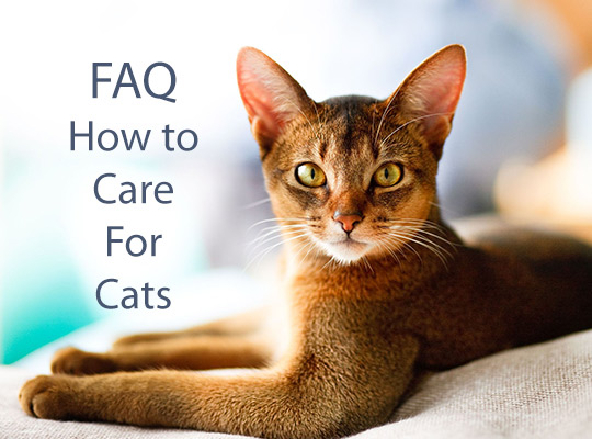 FAQ How To Care for a Kitten