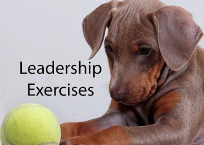 Leadership Exercises for Dogs