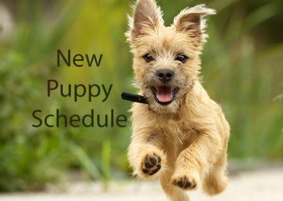 New Puppy Vaccine and Examination Schedule