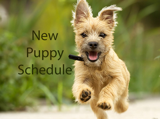 New Puppy Vaccine and Examination Schedule